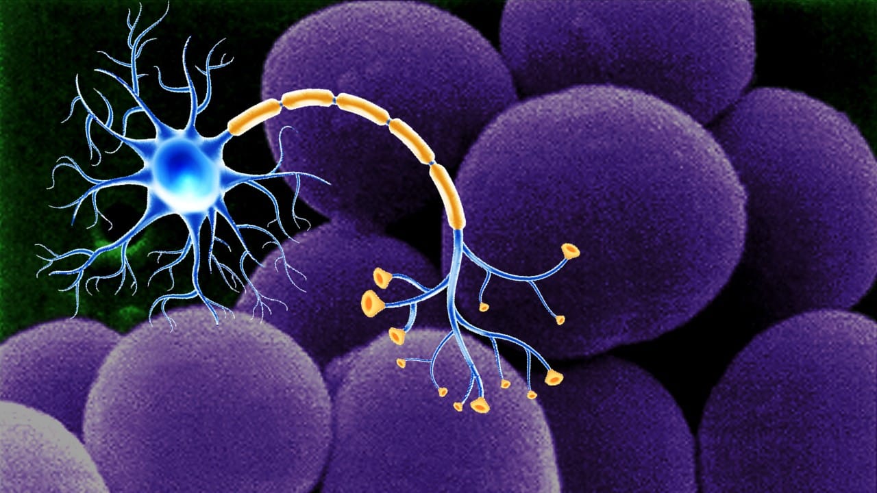 Illustration of a nerve cell with branching extensions and a myelinated axon overlaid on a microscopic image of round, purple bacterial cells. The image visually represents the interaction between the nervous system and bacteria, highlighting a potential connection between neural signaling and microbial activity.