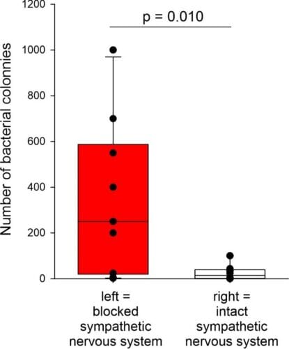 Box-and-whisker plot comparing bacterial colony counts between two groups: left, blocked sympathetic nervous system; right, intact sympathetic nervous system. The blocked group shows substantially higher and more variable colony counts, while the intact group has low counts clustered near zero. A p-value of 0.010 indicates a statistically significant difference between the groups.